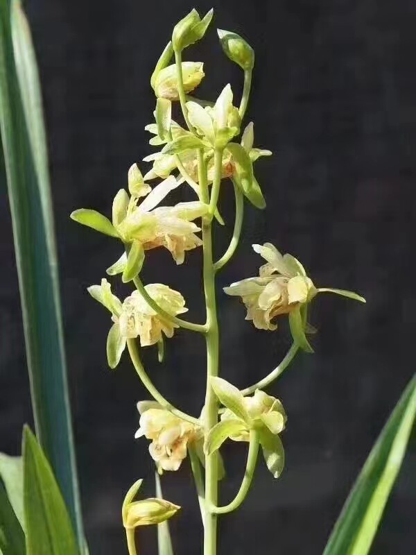 精品兰花秋榜~白玫瑰~室内绿植盆栽浓香花期带花苞