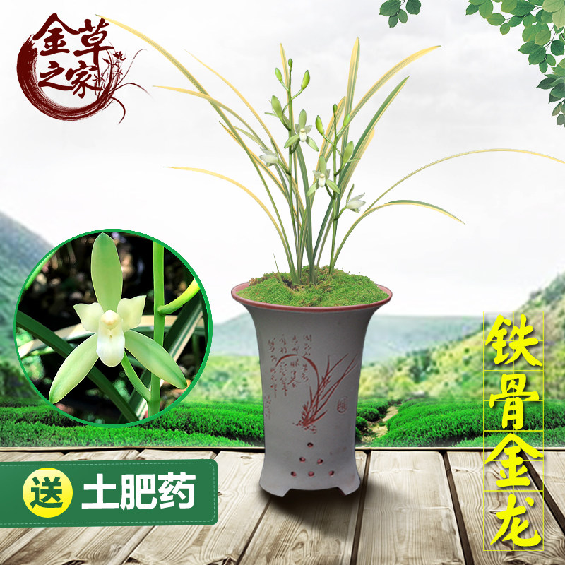 兰花苗 铁骨金龙 建兰四季兰高档线艺金边中透稿艺素心夏季带花苞