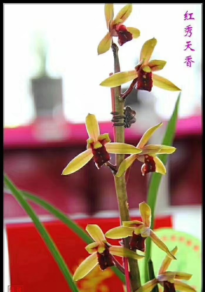 自然老种兰花苗 蕙兰名品【红袖天香】浓香室内绿植花卉盆景