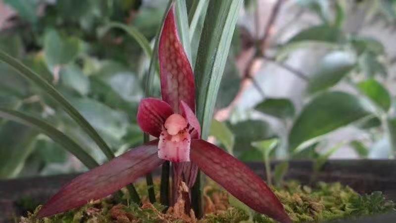 高档春兰铭品红韵素 浓香花卉好养兰花苗 花卉盆栽绿植兰花包邮