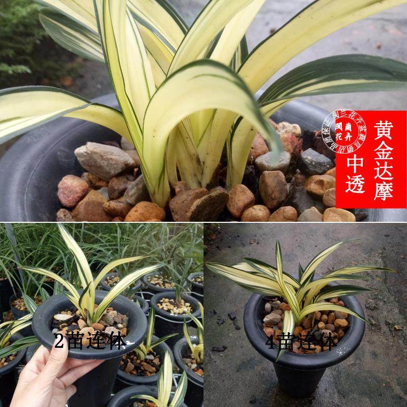 兰花墨兰黄金达摩中透艺 矮种金边线艺中透花艺双全花卉绿植盆栽