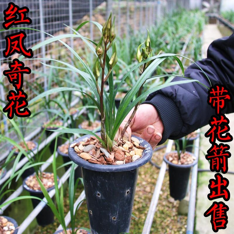 罕见寒兰兰花苗红凤奇花带浓香花苞出售好养绿植浓香