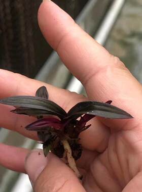 小红草龙根稀少兰花花卉