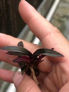 小红草龙根稀少兰花花卉