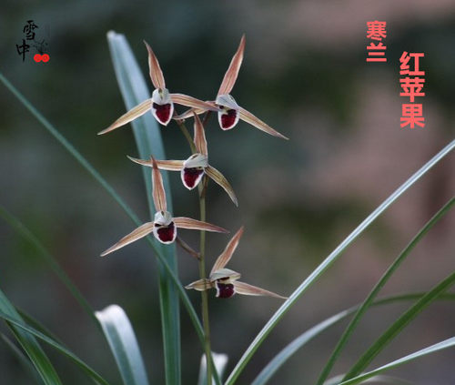 绿植冬季办公室盆栽好养花卉