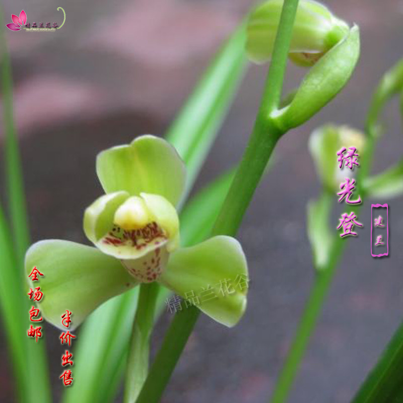 正宗四川建兰铭品  绿光登梅 四季兰绿植盆栽 包邮 兰花苗