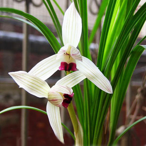 清仓价高品质兰花 云南兰花莲瓣兰特香【小龙女】浓香型