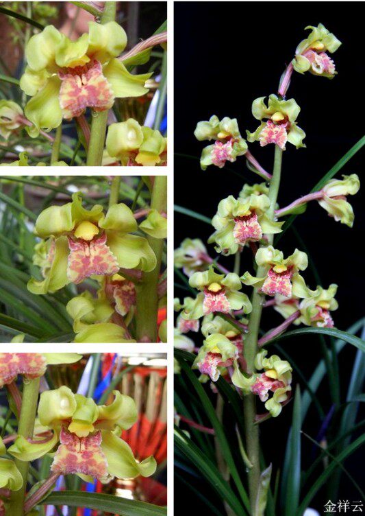 自然老种兰花苗 蕙兰名品【金祥云】浓香绿植阳台花卉盆栽