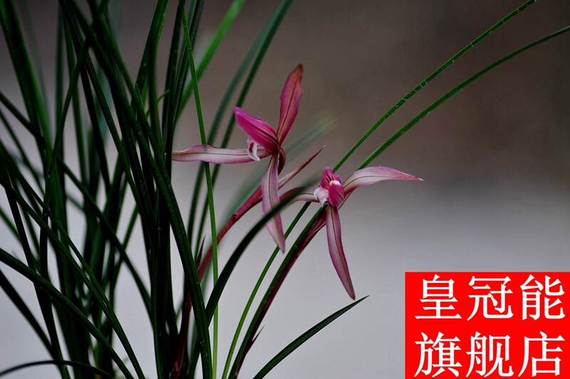 春兰红辣椒花卉绿植盆栽清仓价