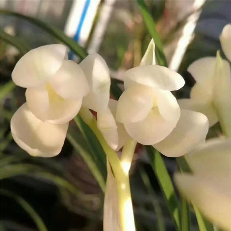 兰花苗带花苞名贵莲瓣兰永怀素盆栽植物阳台室内客厅美观绿植花卉