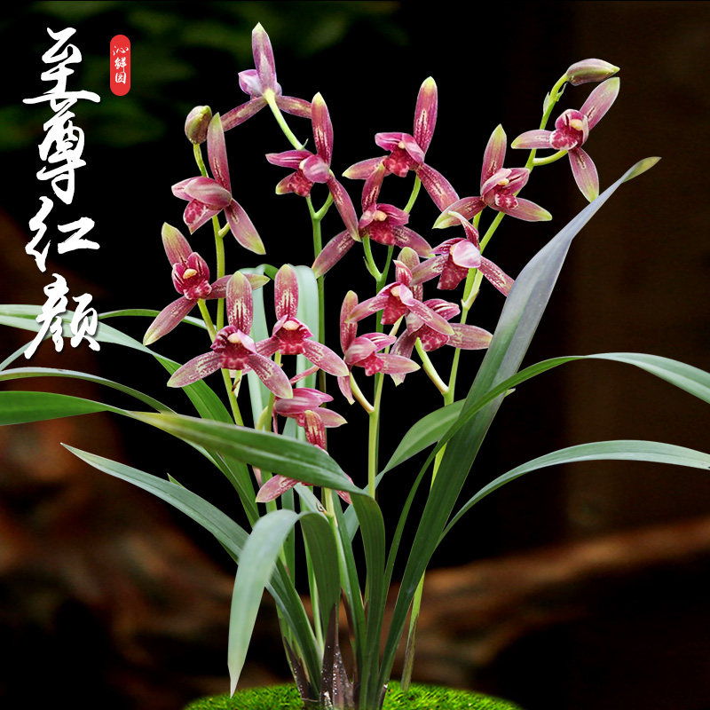 特香名贵兰花盆栽建兰兰花兰草至尊红颜阳台客厅室内花卉绿植