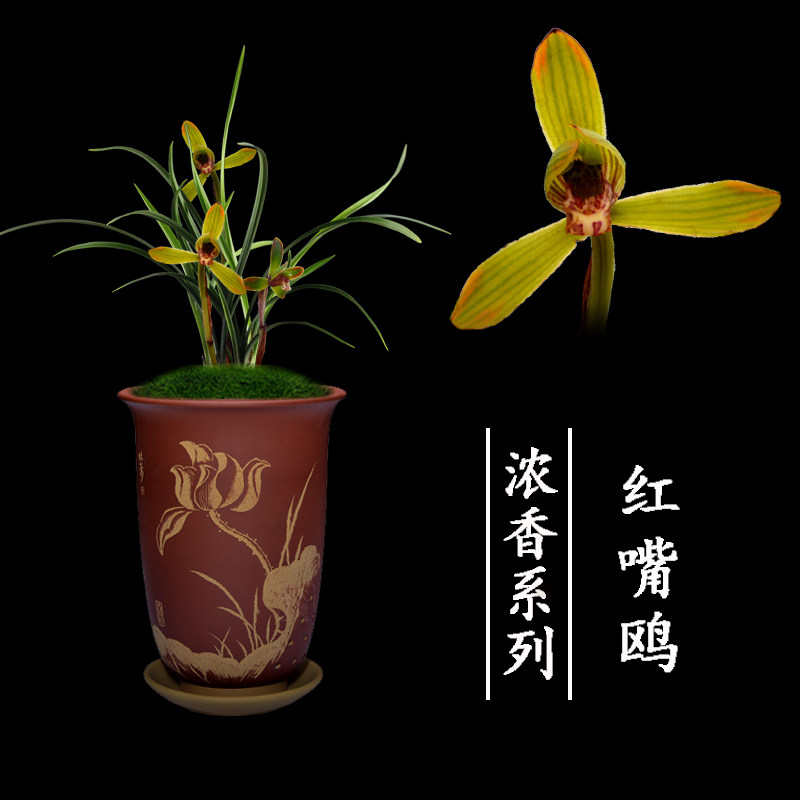 兰花苗无花苞名贵春兰红嘴鸥盆栽植物阳台室内客厅美观绿植花卉