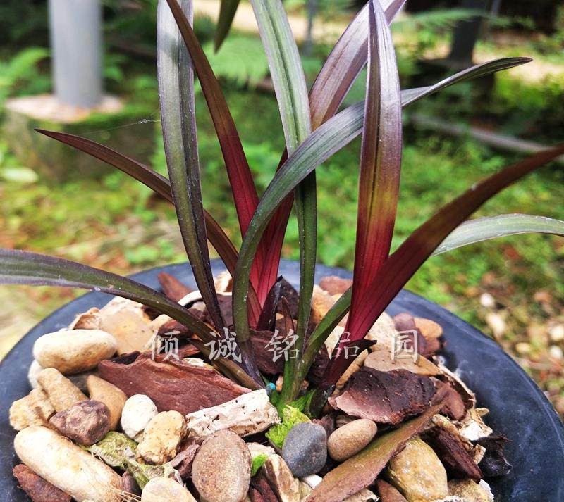 栽培自然兰花苗 春兰矮种红草 天红 实拍1盆