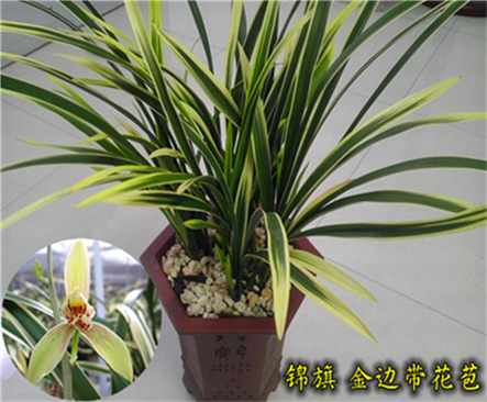 建兰四季兰花苗 锦旗 金边叶艺 浓香花苞 花卉盆栽包邮