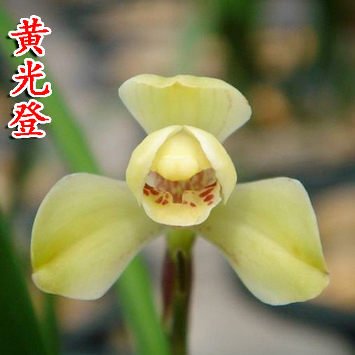 黄光登 兰花中国龙正品建兰草兰花苗带花苞名贵八大名品绿光素花