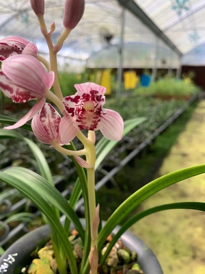 兰花荷瓣精品凤舞九天浓香花苞