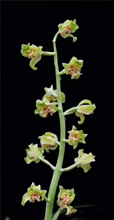 清仓价自然老种兰花苗 蕙兰名品【倩云】浓香绿植花卉盆景