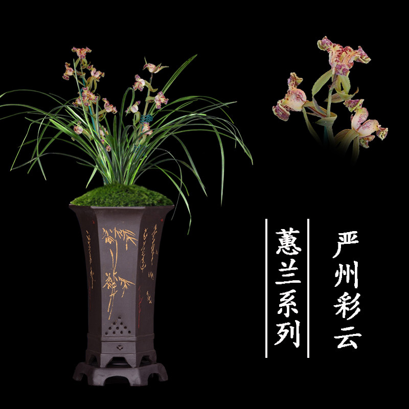 兰花盆栽植物室内蕙兰浓香无花苞好养客厅紫砂星名贵极品兰花苗