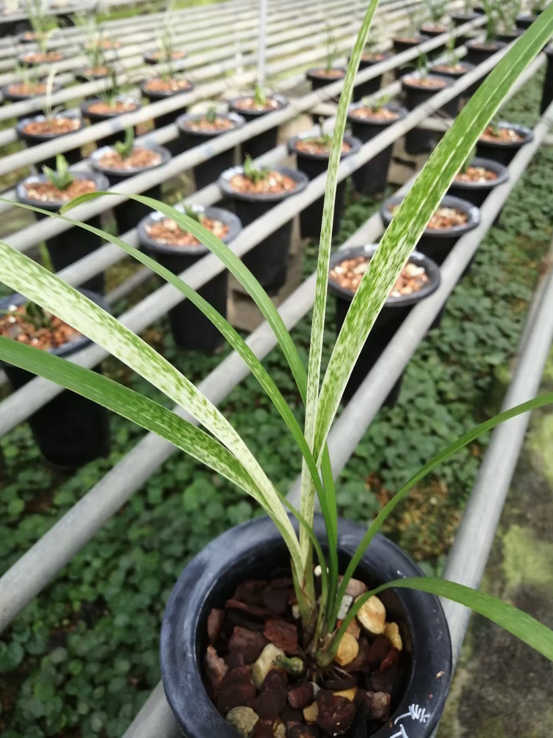 漂亮兰花寒兰蛇斑~美人鱼~浓香高品质兰花