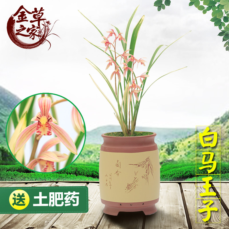 兰花苗 白马王子 建兰精品雪白线艺高档瓷白丝缟艺花卉夏季带花苞