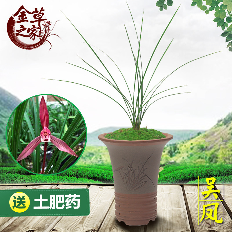 兰花苗 吴凤 春兰名品红花浓香好养绿植花卉盆栽 春季带花苞