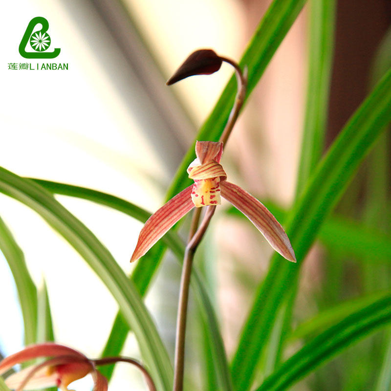 朱砂兰 寒兰名品贡品兰花老种自然养殖红色兰花浓香型兰花