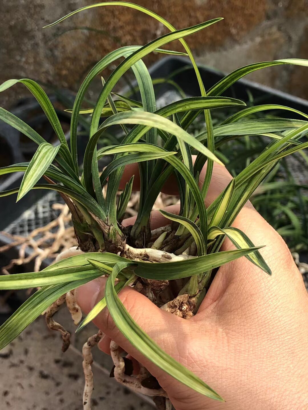 精品兰花春兰老品种线艺～秩父锦～花期带花苞室内花卉绿植盆栽