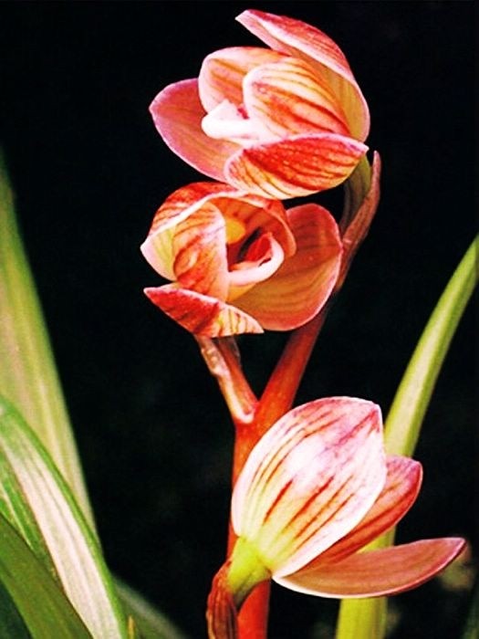 精品兰花莲辨兰 药草 （丹鼎荷）  开品如图   品种保证