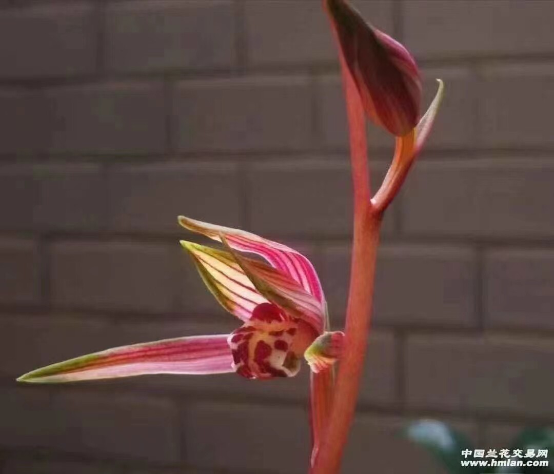 精品兰花墨兰漂亮线艺~兰阳之松~室内花卉花期带花苞