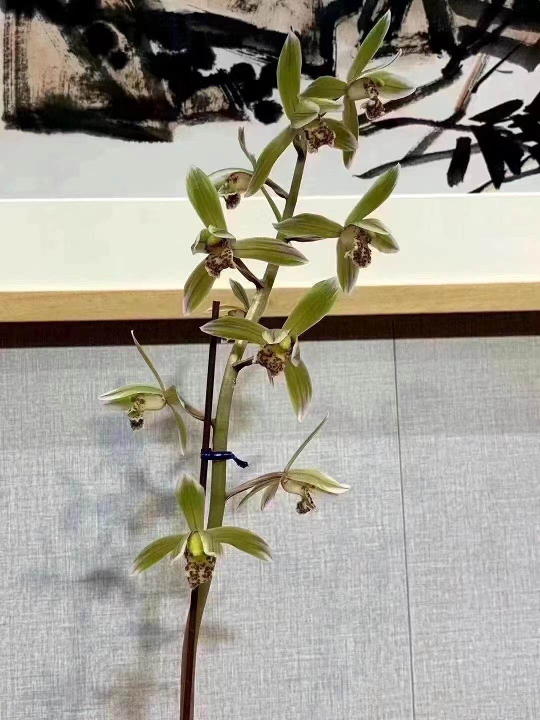 精品兰花蕙兰边草铭品~太极~浓香