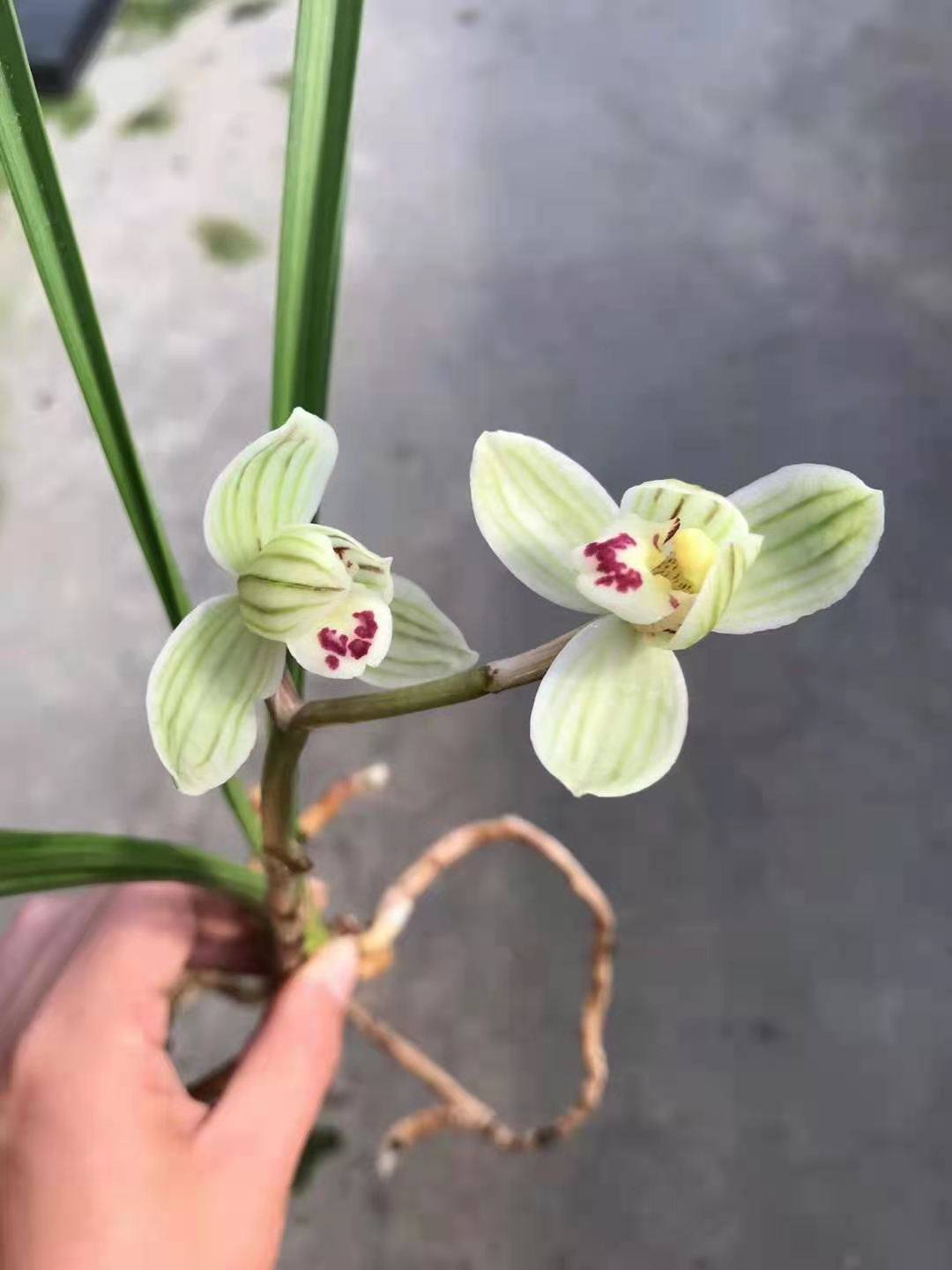 当年开花四季兰铭品靖荷超香兰花花期带花苞室内浓香植物观花建兰