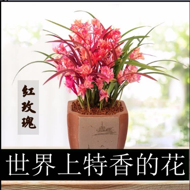 清仓价世界上特香的兰花  名贵品种当年开花好养