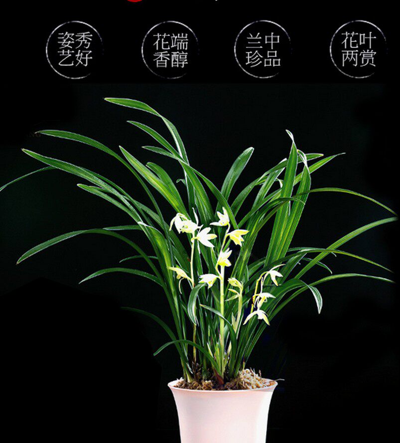 特价促销兰花  建兰四季兰 帝王素 叶姿优美  开花浓香 根好壮