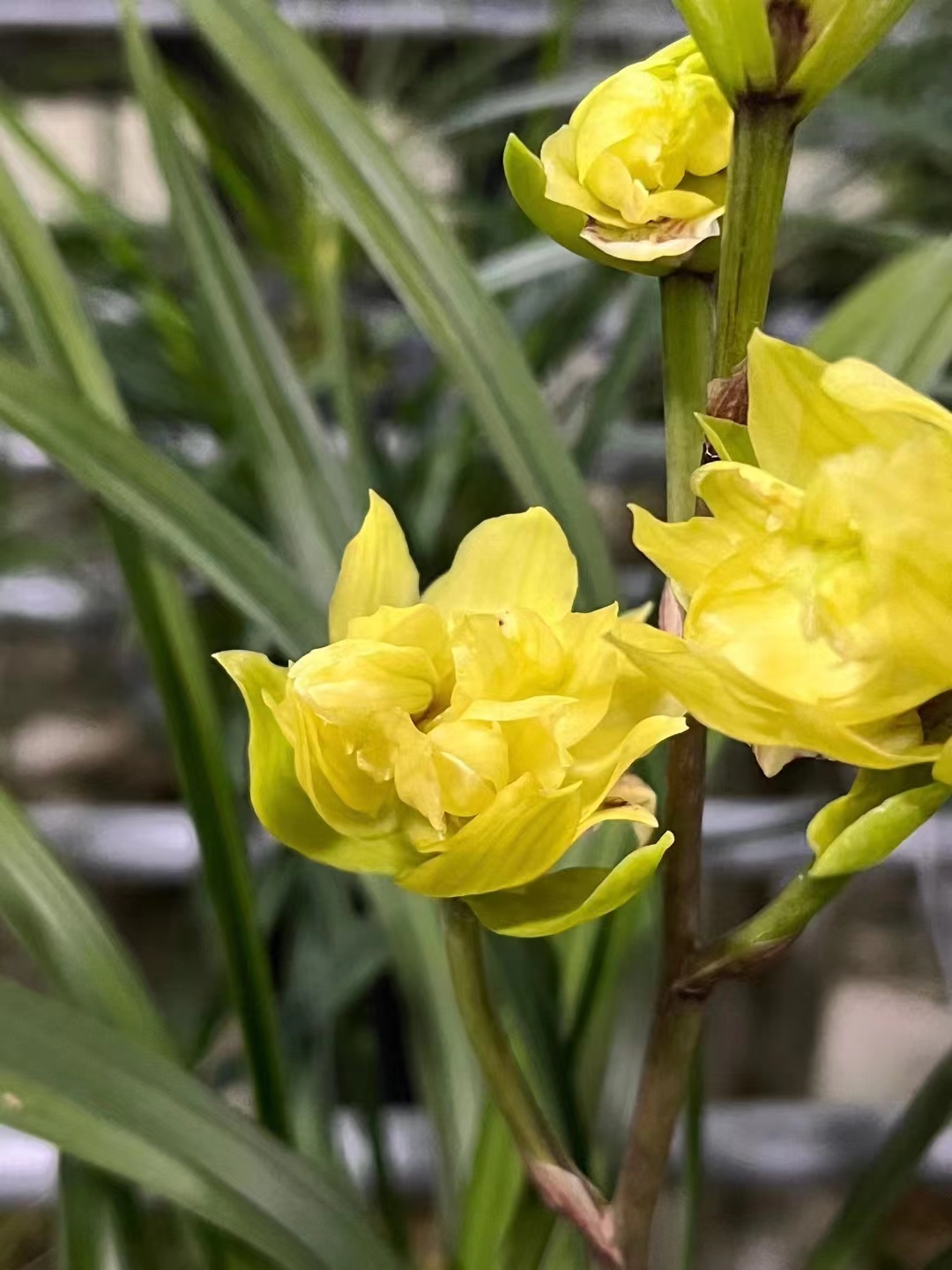 精品兰花～春剑宝莲灯～花期带浓香花苞室内绿植小盆栽