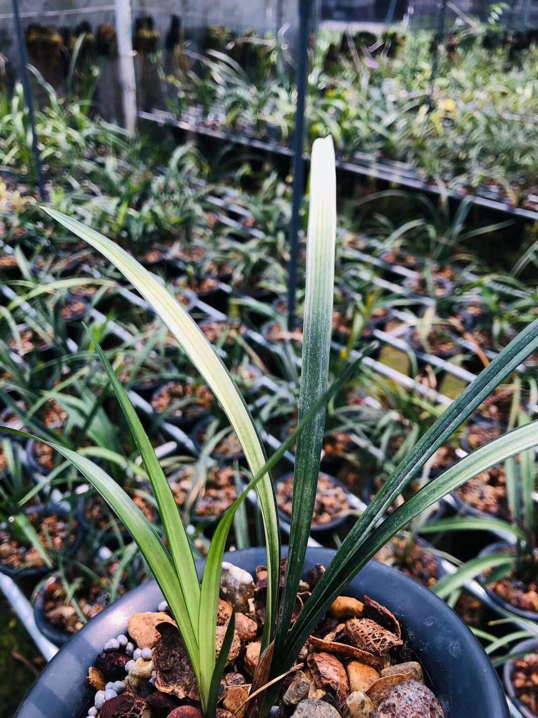 名贵兰花世界上特香兰花线艺春剑半天雪铭品室内花卉植物盆栽