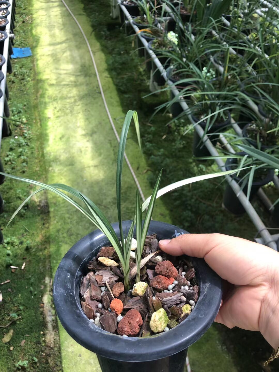 精品兰花春剑稀有线艺～变色龙～花期带花苞室内花卉盆栽