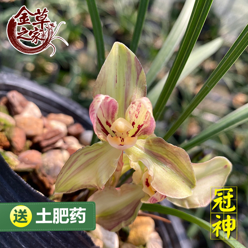 兰花苗 冠神 春兰老种复色梅瓣浓香型好养花卉盆栽 冬季带花苞