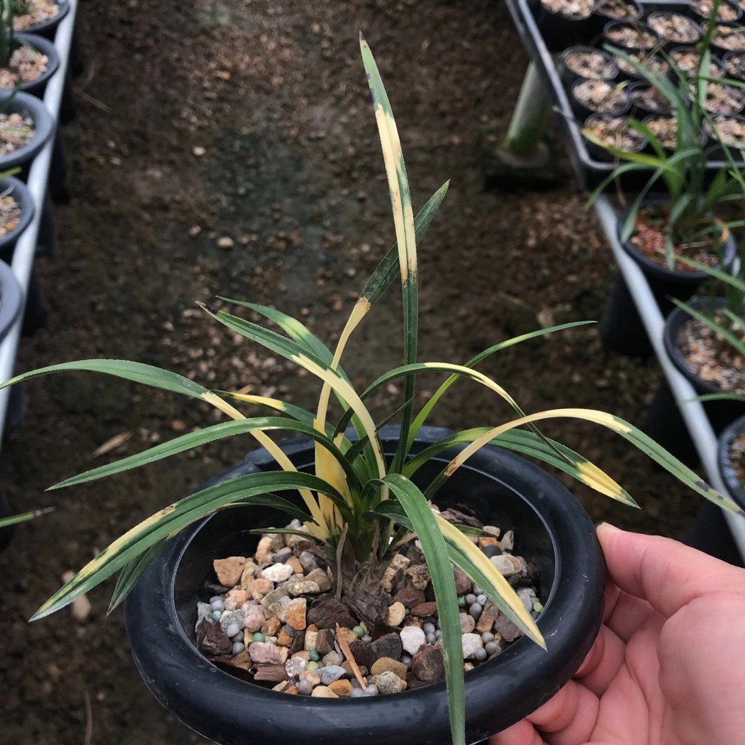自然老种～春兰虎斑～艺草特香兰花满屋飘香室内绿植盆栽包邮