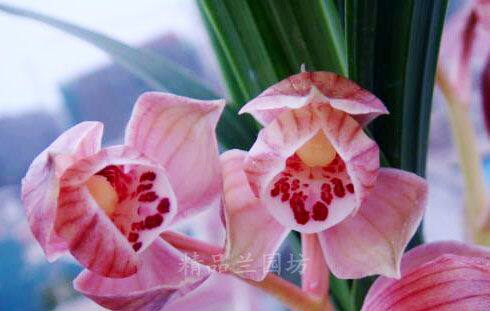 正宗四川春剑【粉荷】典型荷瓣绿植盆栽易养易花限量包邮兰花苗