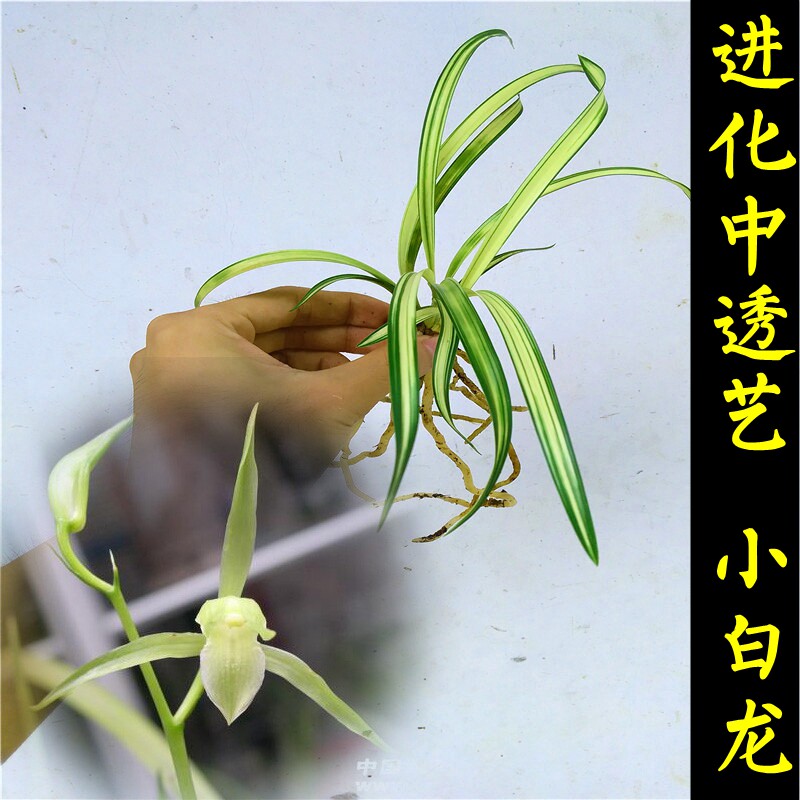 正宗兰花草 春兰进化中透艺 矮种兰花苗 办公桌绿植花卉盆栽