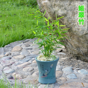 高品质盆景姬翠竹青轴力竹观音竹米竹室内绿植盆栽 带原盆发货