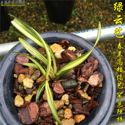 兰花 铭品 正品 春兰名品 绿云艺缟艺艺草 好养 室内花卉绿植盆栽
