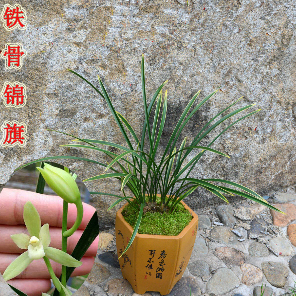 高品质建兰四季兰金边叶艺兰花铁骨锦旗 夏带花苞室内绿植盆栽