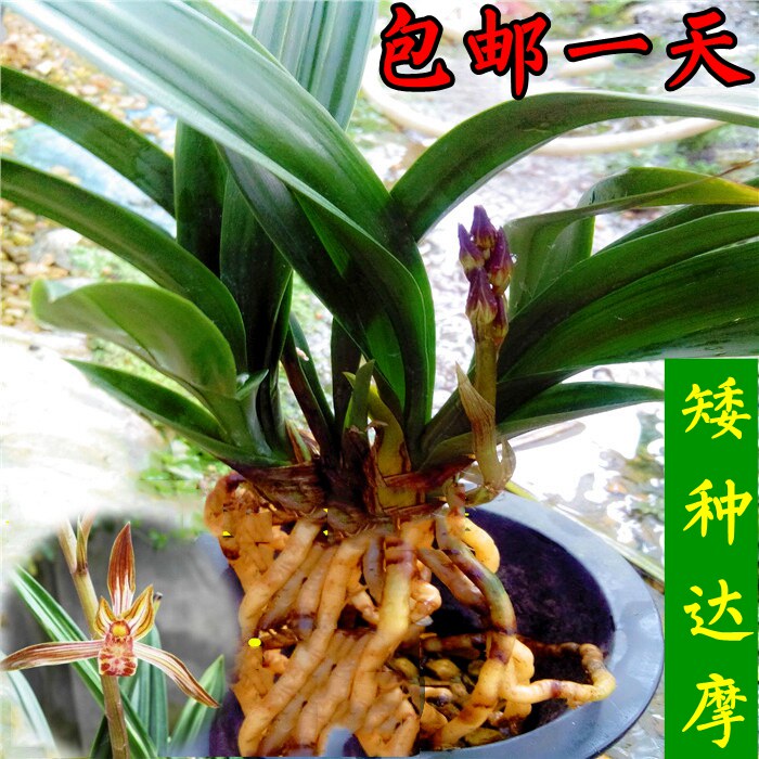 正品 好养盆栽花卉盆景 矮种青叶墨兰 达摩爪 冬香花出售兰花苗