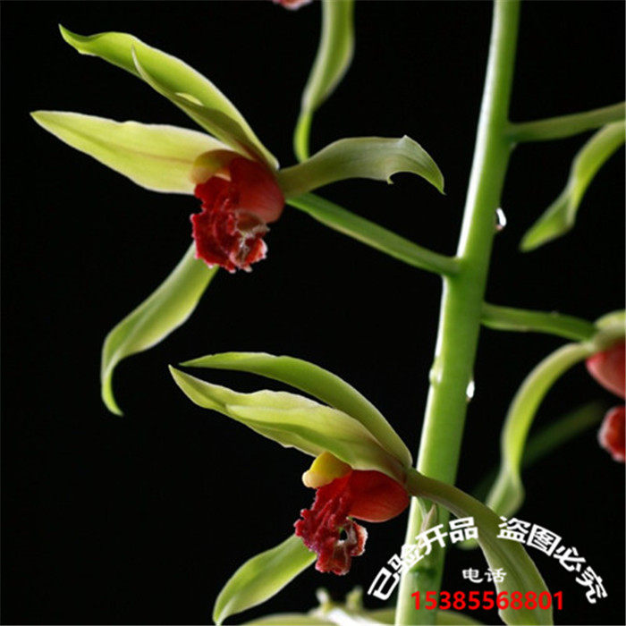 清仓价蕙兰经典红舌兰花苗 熟盆年年开花浓香品种