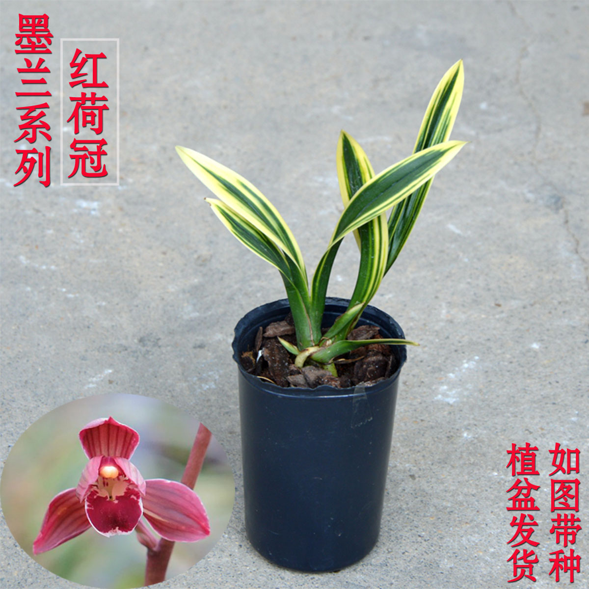 原盆发货 墨兰红神荷金边线艺兰花苗红荷冠不带花苞盆栽室内绿