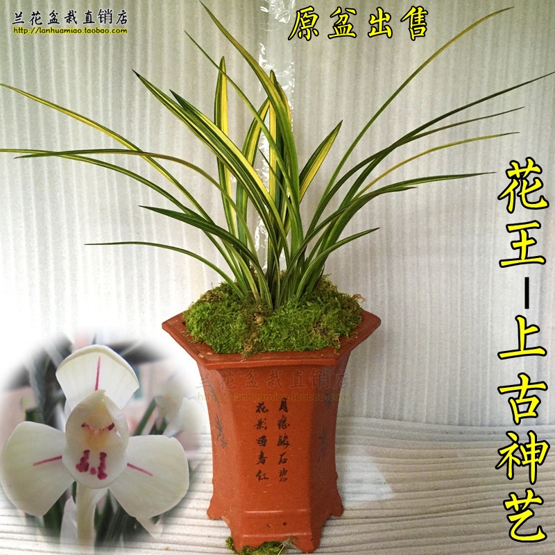 原盆出售 罕见四季兰花苗 建兰名品 上古神艺 金边中透线艺兰花苗