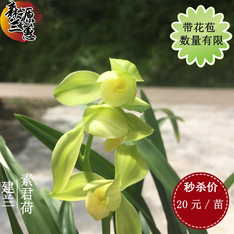 清香型盆栽基地兰花素君荷