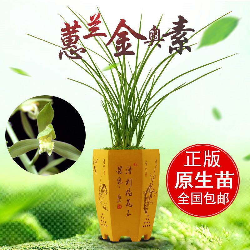 清仓价浓香型兰花金奥素蕙兰盆栽室内美观花卉绿植