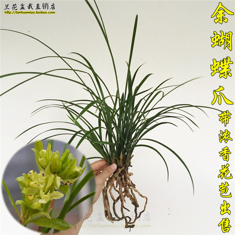 正品 春兰兰花苗 余蝴蝶爪 出售浓香好养易活办公室花卉绿